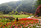 아침고요수목원, 튤립 만개한 ‘봄나들이 봄꽃축제’ 실시